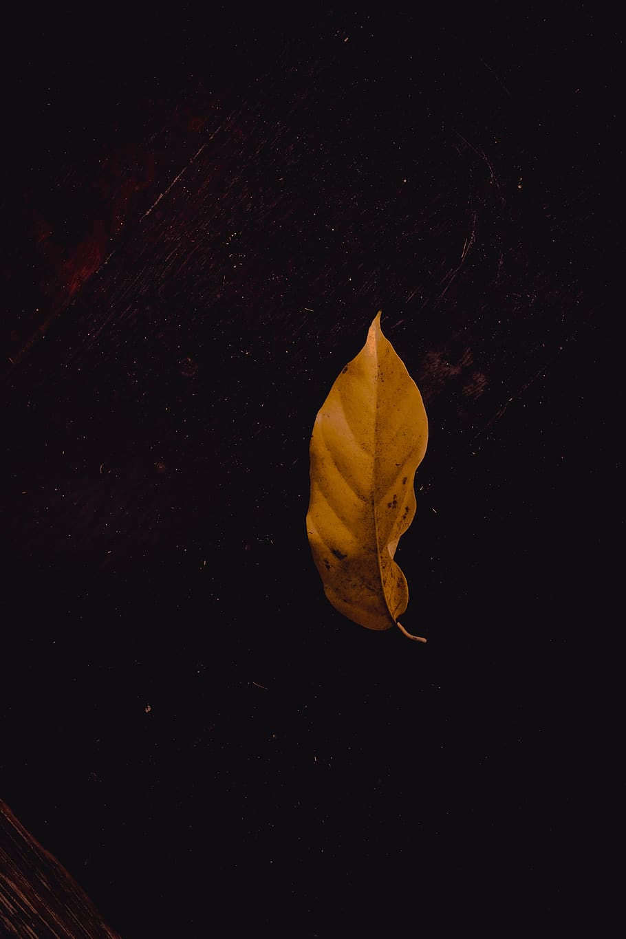 leaf, plant, astronomy, space, outer space, universe, nature HD wallpaper