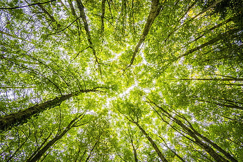 Worms Eyeview of Green Trees, branches, bright, colors, daylight HD wallpaper