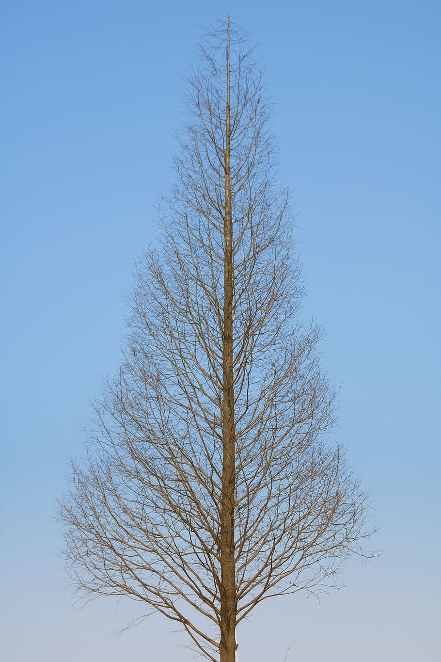 tree, sky, forest, blue, alone, bare tree, branch, plant, nature HD wallpaper