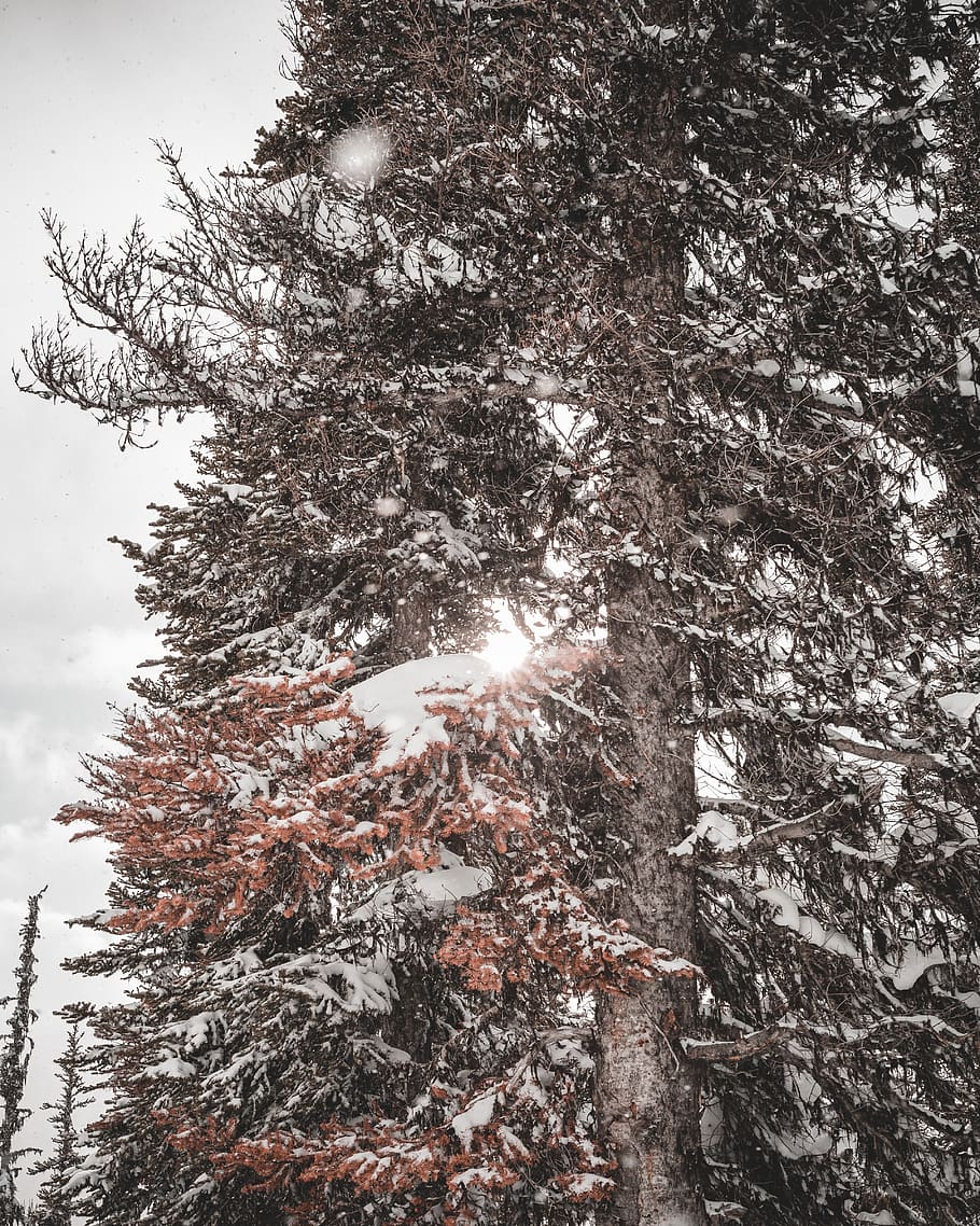 brown snow covered tree, nature, outdoors, winter, plant, weather HD wallpaper