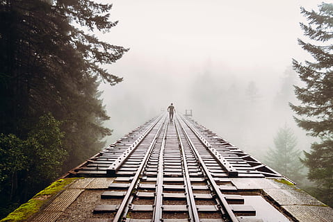 fog, nature, man, human, atmosphere, trees, aesthetic, walk HD wallpaper