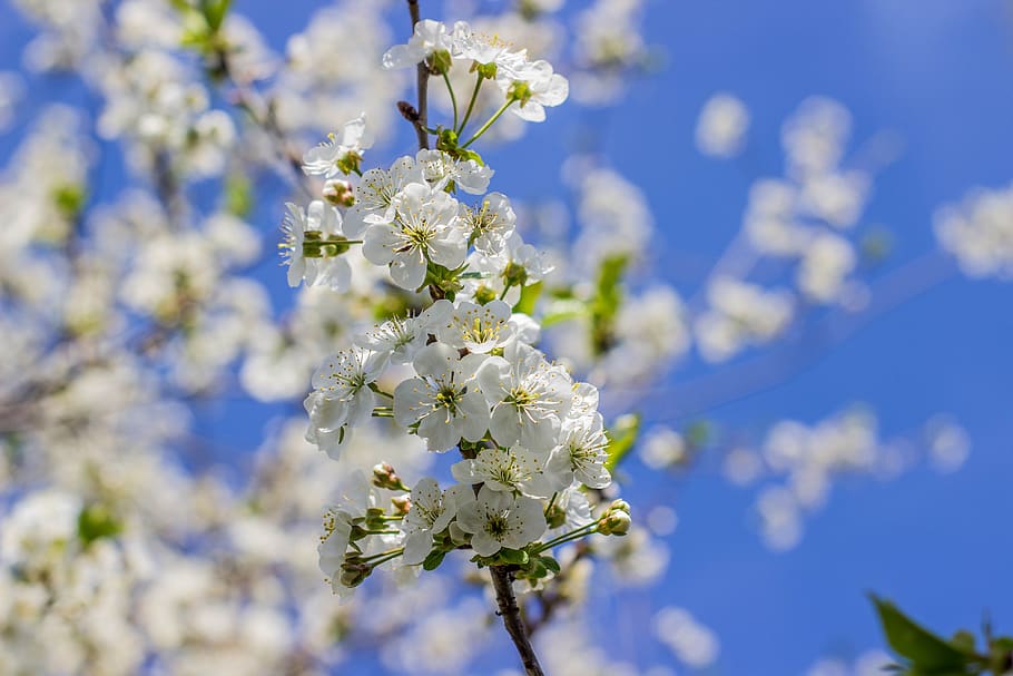 spring, tree, plant, flower, botany, leaves, flowering plant HD wallpaper