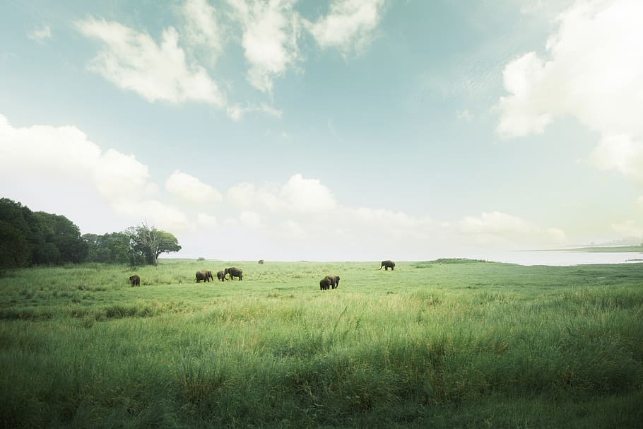 sri lanka, animals, elephant, wild, cloud - sky, land, field, HD wallpaper