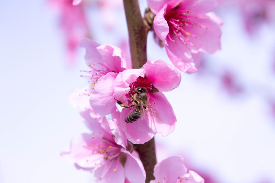bee, nectar, peach blossom, spring, pink, nature, bloom, flower HD wallpaper