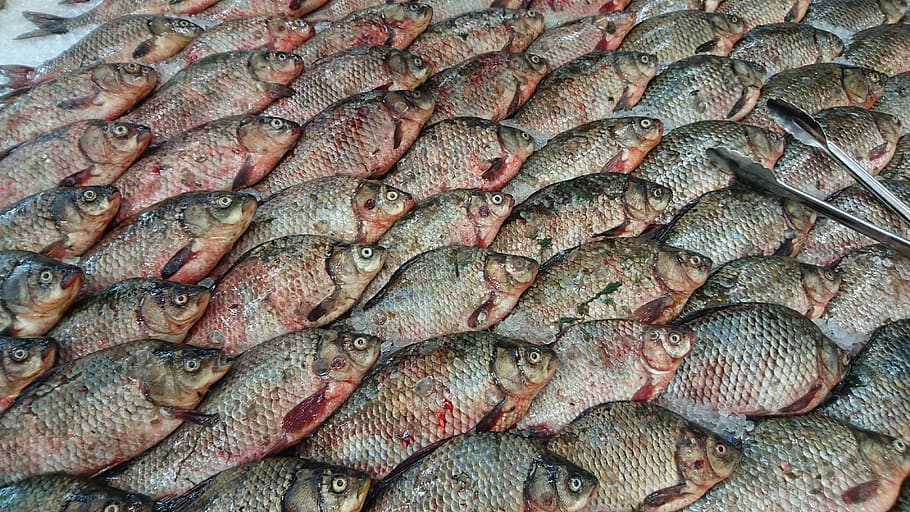 fish, carp, fresh, nature, animals, shop, ice, product, a lot HD wallpaper