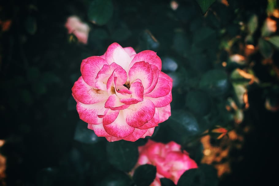 vietnam, flowers, trees, tranquil, pink color, flowering plant HD wallpaper