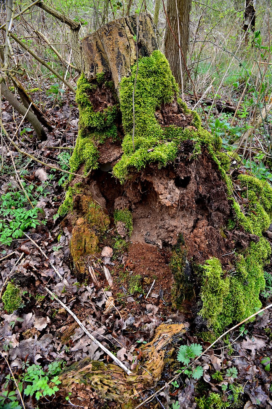 tree, forest, moss, green, nature, wood, forests, ecology, old HD wallpaper