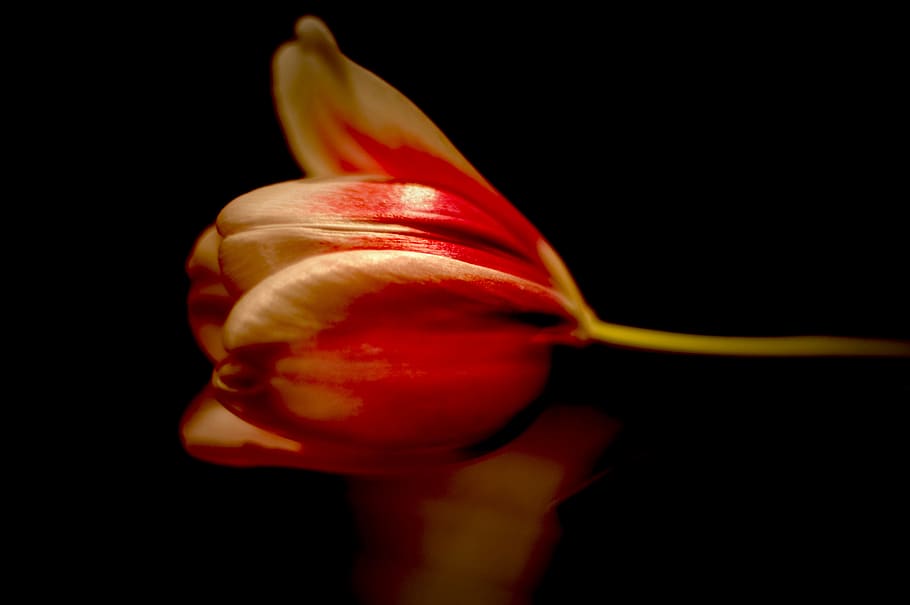 flower, tulip, spring, nature, handle full, harmony, noble HD wallpaper