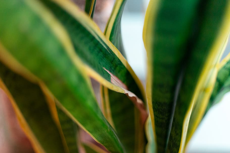green linear plant, leaf, aloe, flower, blossom, arthur humeau HD wallpaper