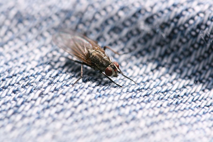 fly, macro, small, wing, bug, eye, animal, invertebrate, insect HD wallpaper