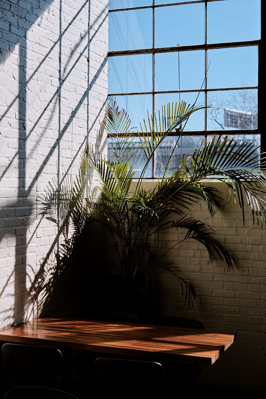 green leafed palm, plant, glass - material, architecture, built structure HD wallpaper