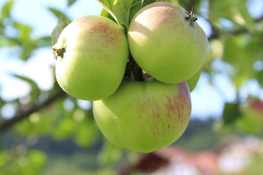 apple, apple tree, fruit, food, bio, kernobstgewaechs, fruit trees HD wallpaper