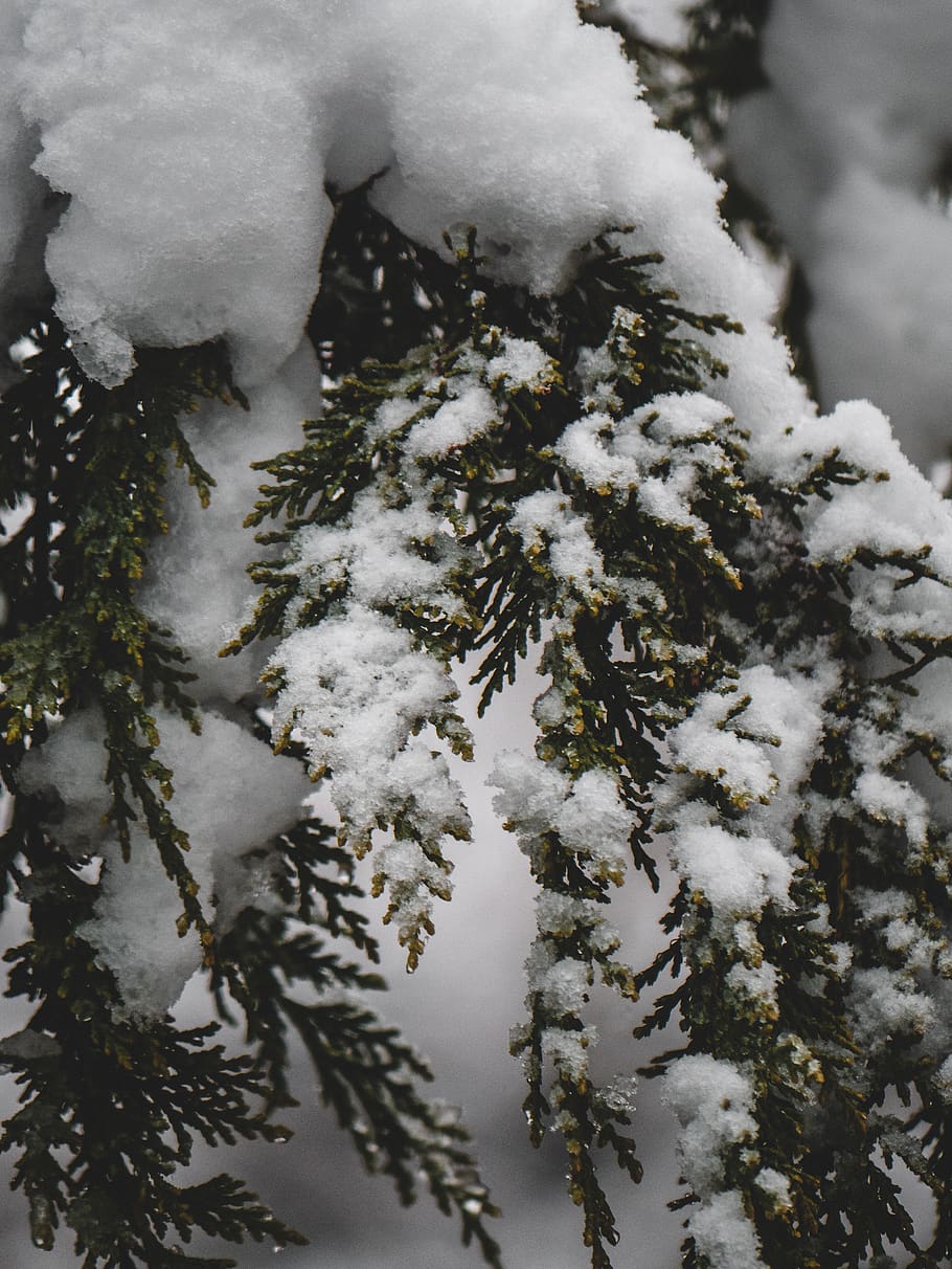 snow-covered green-leafed tree, plant, abies, fir, nature, outdoors, HD wallpaper