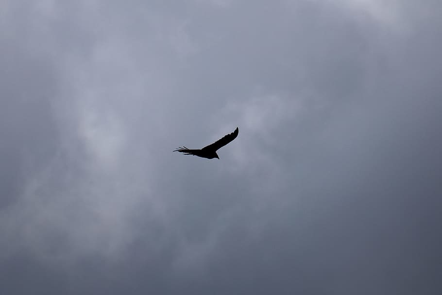 birds, black, clouds, cloudy, gray, sky, animal wildlife, animals in the wild HD wallpaper