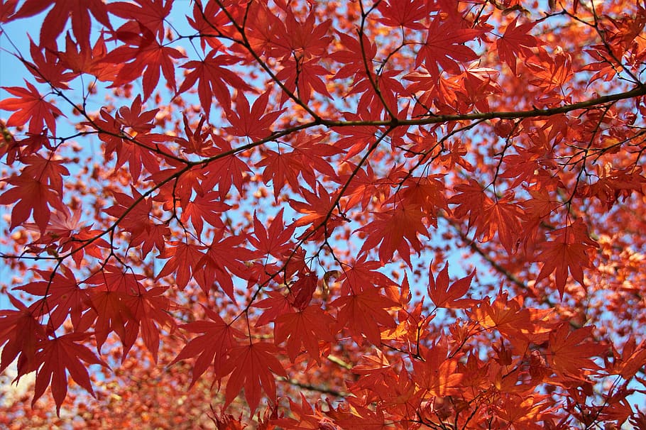 tree, foliage, autumn, colored, colors of autumn, shines through HD wallpaper