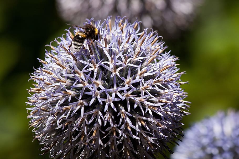 echinop, bee, pollination, insect, fly, animal, wild, nature HD wallpaper