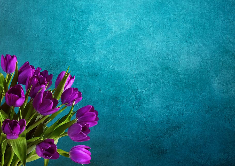 tulips, background image, bouquet, purple, postcard, floral, HD wallpaper