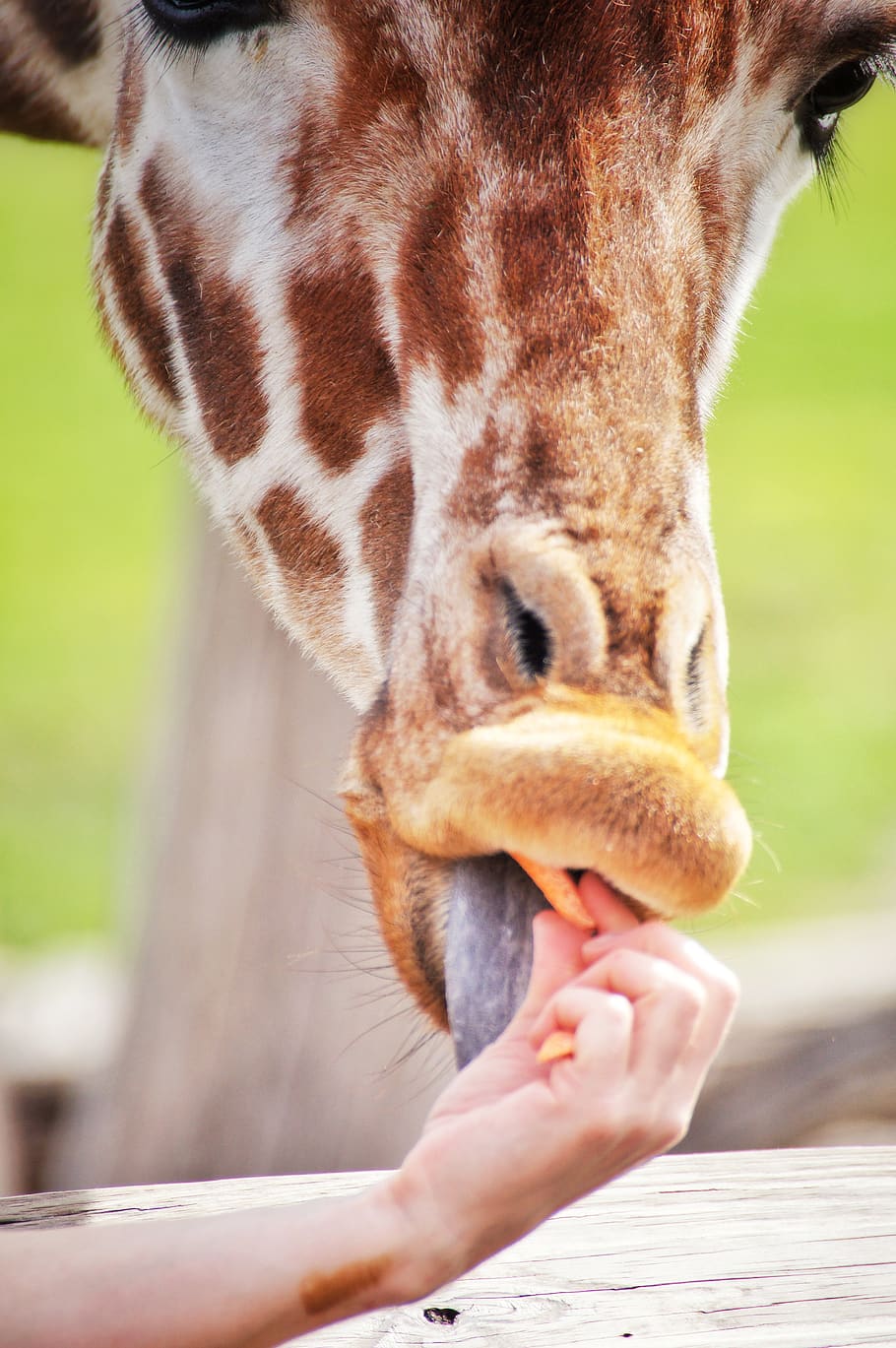mammal, one animal, animal wildlife, day, close-up, human body part HD wallpaper