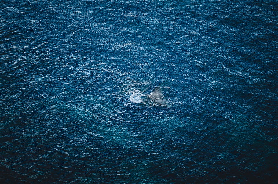 ocean during day, water, sea, nature, outdoors, animal, mammal HD wallpaper