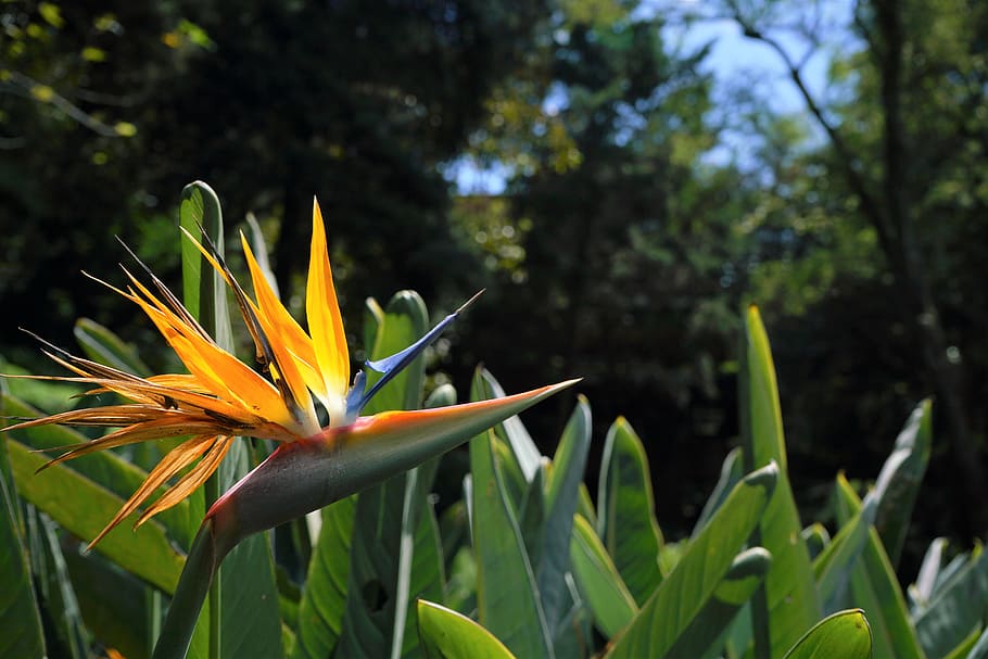 plant, flower, blossom, amaryllidaceae, vegetation, bird, ave del paraiso, HD wallpaper