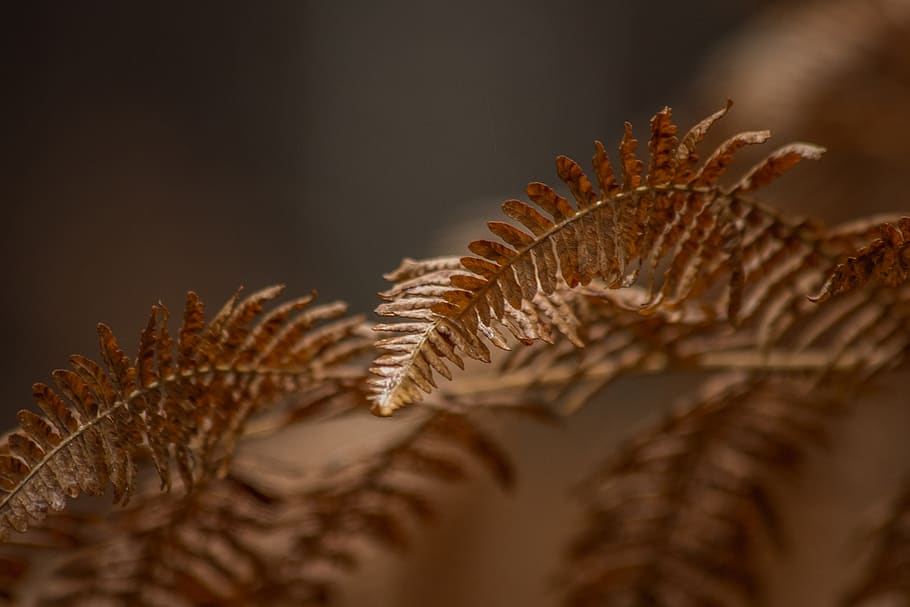 brown-leafed plant, pollen, fern, reptile, lizard, animal, grass HD wallpaper