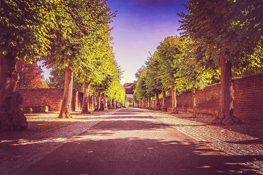 avenue, road, trees, away, autumn, tree lined avenue, asphalt HD wallpaper