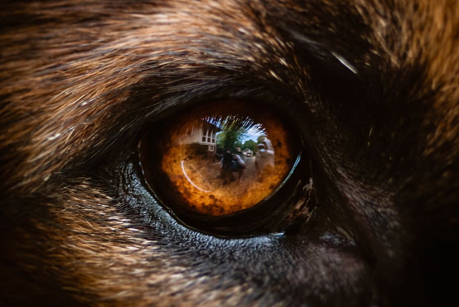 closeup, eye, dog, shepherd, reflection, hair, brown, black HD wallpaper