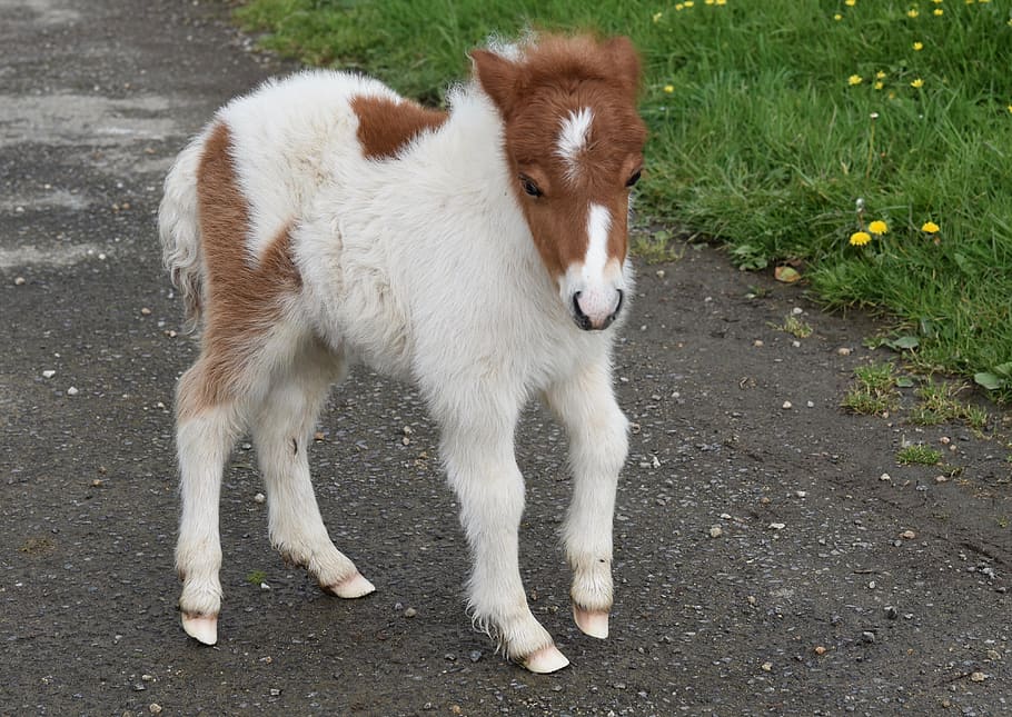 pony, shetland pony, pony-hoof white, pony colour brown white, HD wallpaper