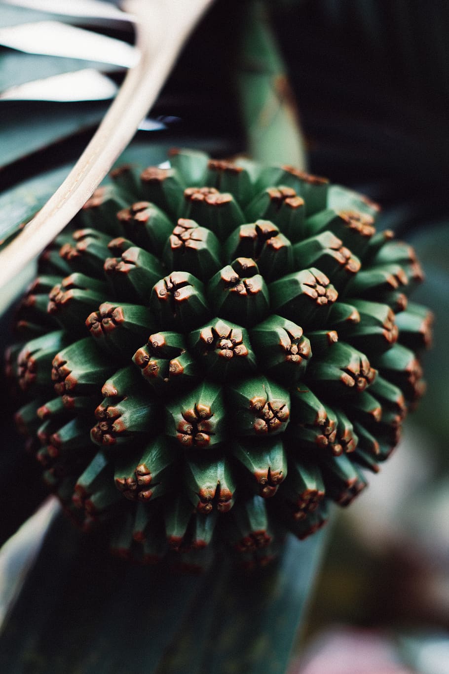 strange, fruit, green, tree, macro, close-up, focus on foreground HD wallpaper