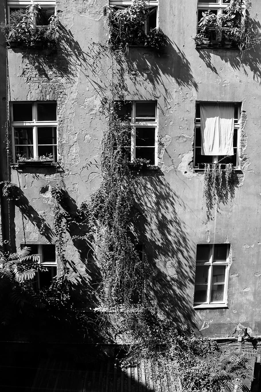 berlin, germany, plants, photography, windows, light, shadows HD wallpaper