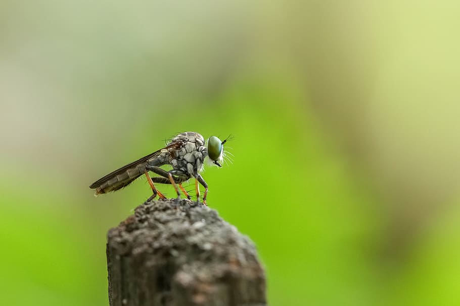 fly, macro, focus, animal, insect, robber, animal themes, animal wildlife HD wallpaper