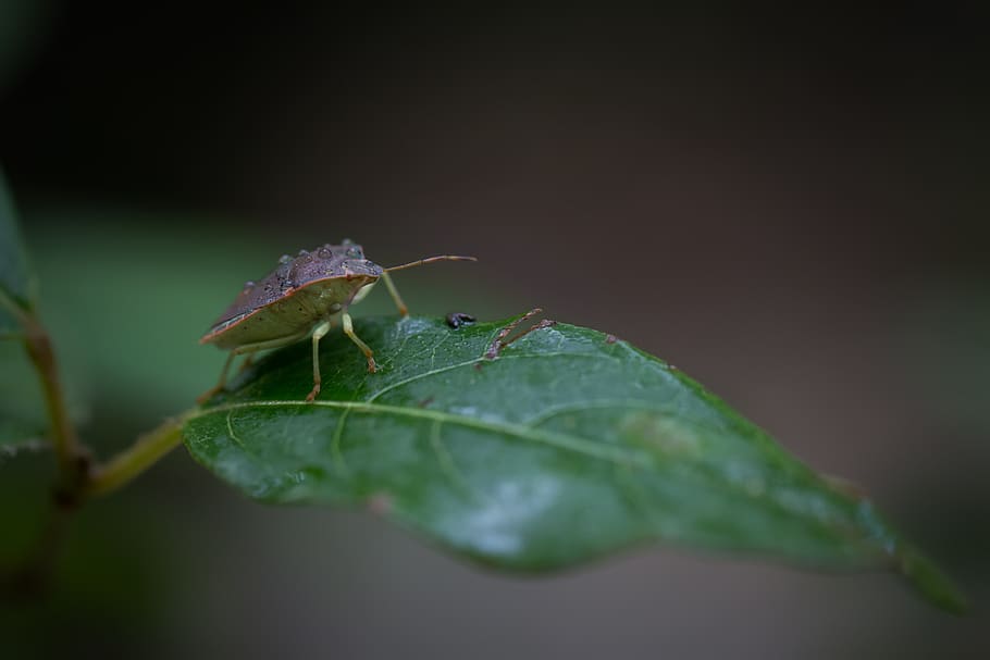 bug, insect, nature, scarab, plants, entomology, green, leaves HD wallpaper