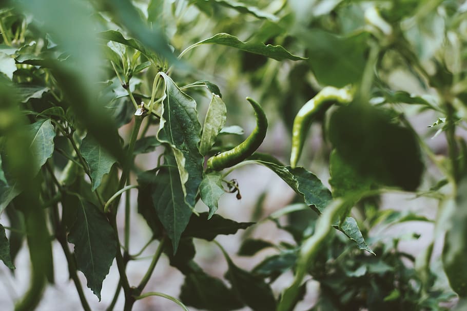 pepper, plant, growth, green color, plant part, leaf, close-up HD wallpaper