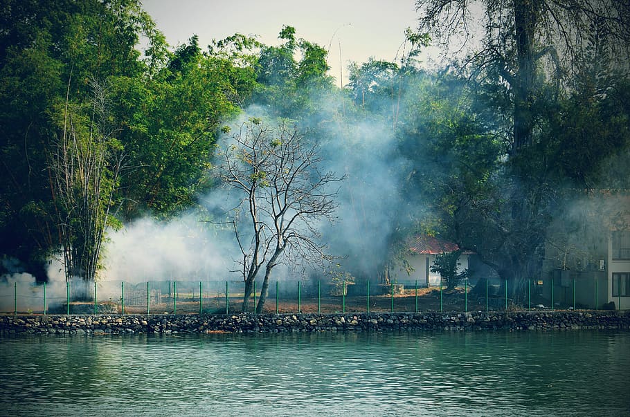 Trees Near Body Of Water , #outdoorchallenge, plant, smoke - physical structure HD wallpaper