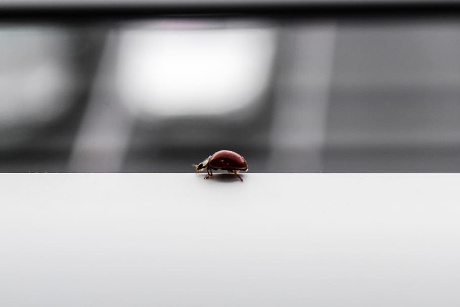bug, red, line, minimal, white, space, nature, invertebrate HD wallpaper