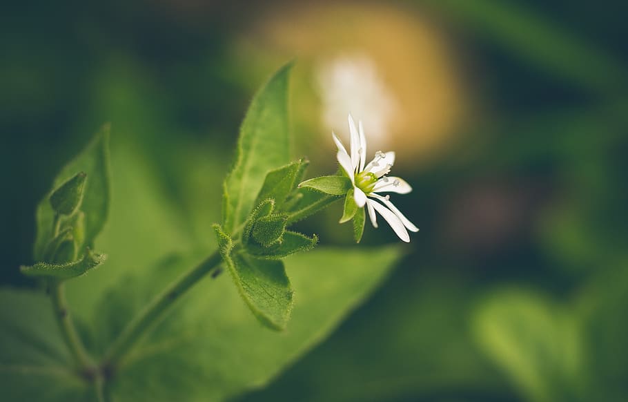 flower, white, macro, meadow, garden, beautiful, green, colored HD wallpaper