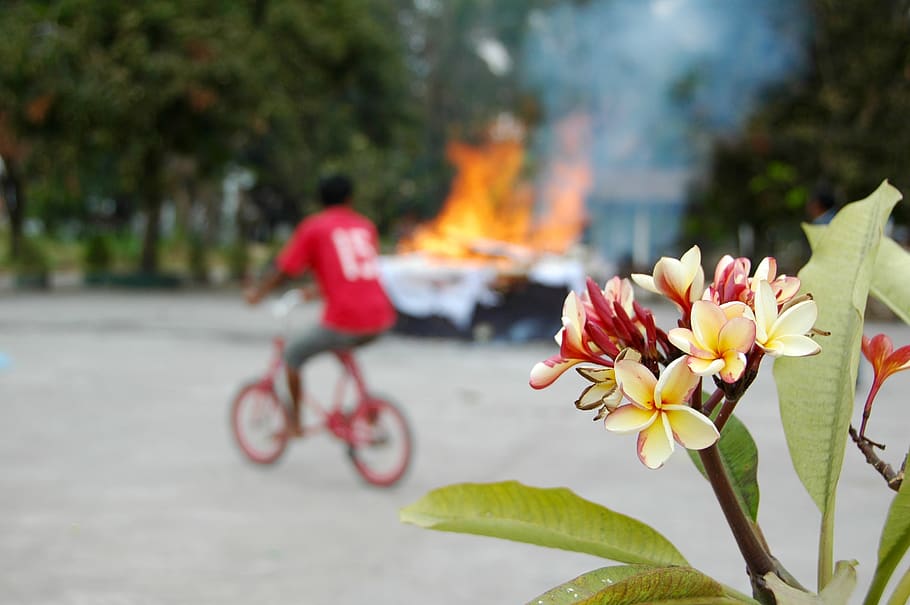 a day to remember, jumpa, flower, fire, plant, flowering plant