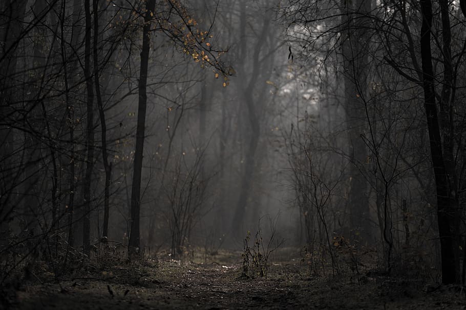 Landscape Photo of Forest, branches, cold, dark, dawn, eerie
