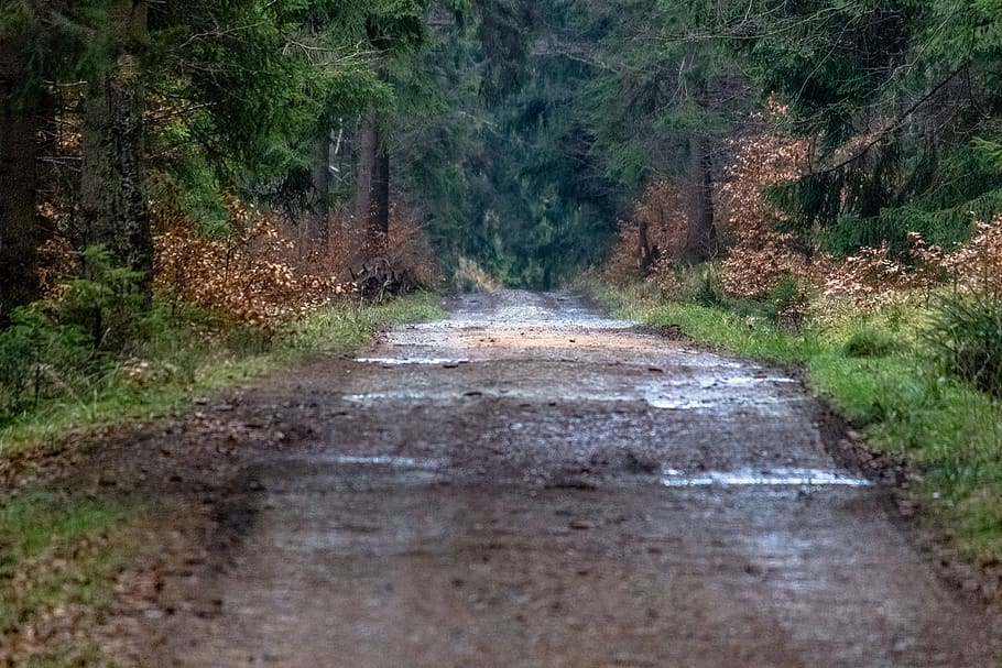 road, path, forest, trees, mud, soil, grass, nature, plant HD wallpaper