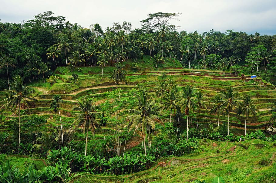 HD wallpaper: indonesia, tegallalang, trees, palms, rice, tegalalang, bali  | Wallpaper Flare