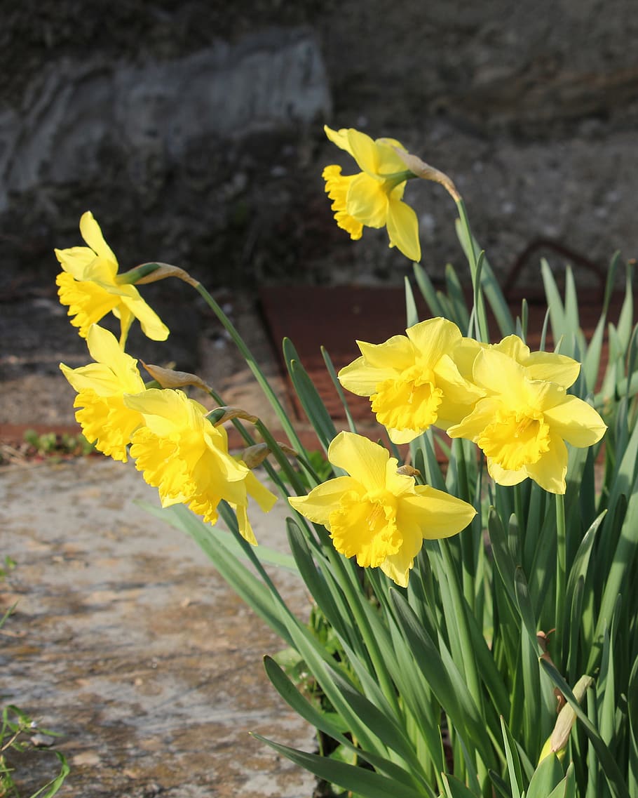 daffodil, daffodils, spring, bloom, garden, nature, flowers HD wallpaper