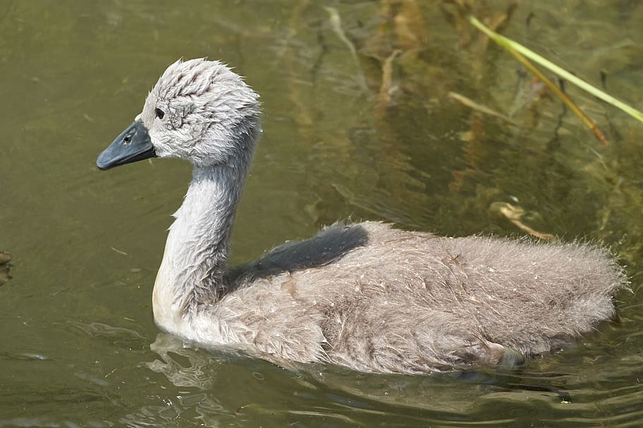 swan chicken