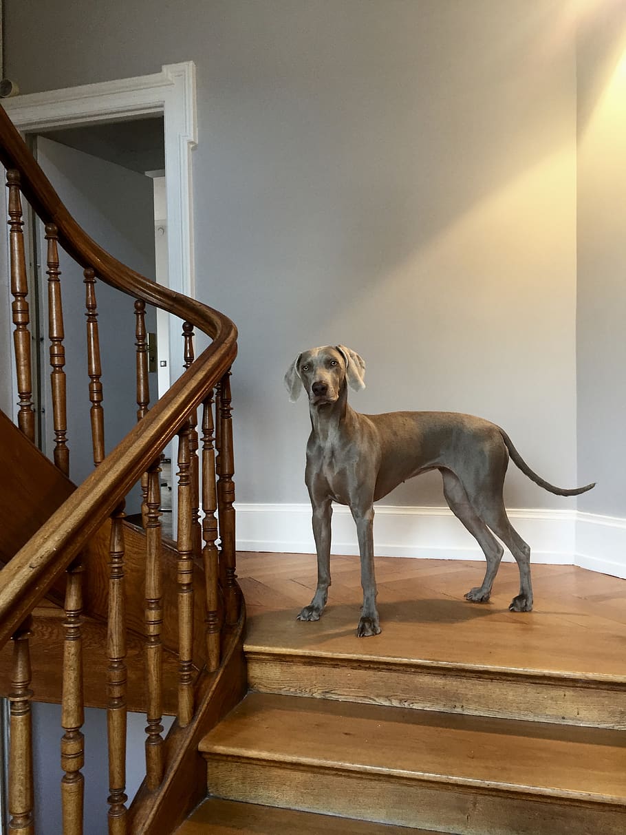 adult blue great dane on the house, mammal, one animal, pets