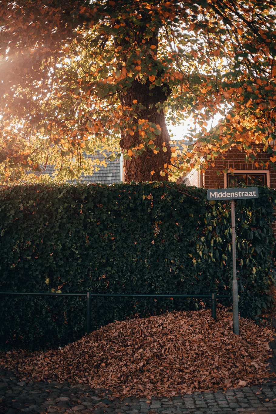 brown and green leafed tree at daytime, plant, hedge, flora, fence HD wallpaper