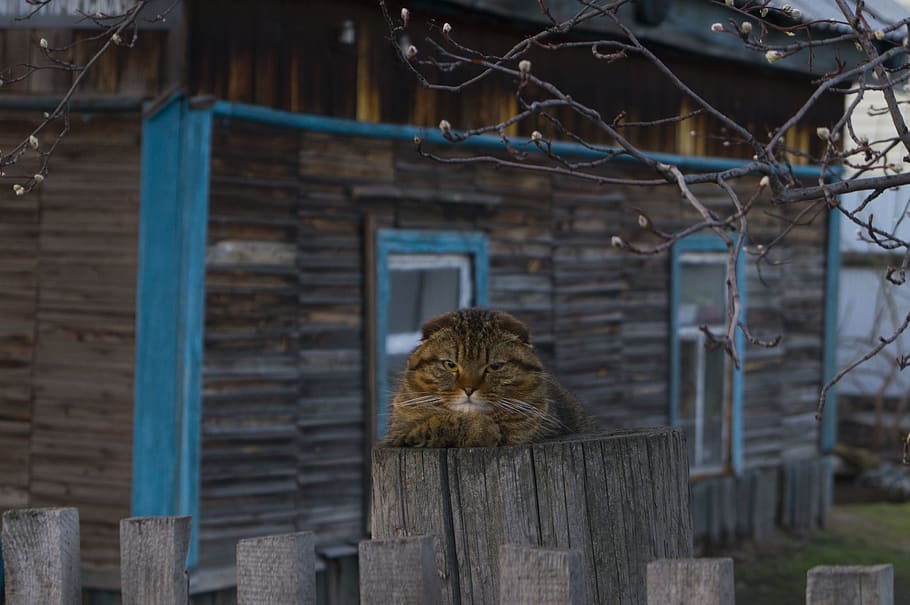 beige tabby cat on top of gray wooden post, wire, pet, animal, HD wallpaper