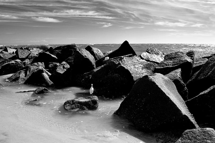 ocean, jetty, beach, rocks, inlet, monochrome, egret, wildlife HD wallpaper