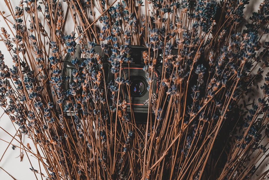 Black Camera Under Brown Twigs, bright, close-up, colors, flora, HD wallpaper