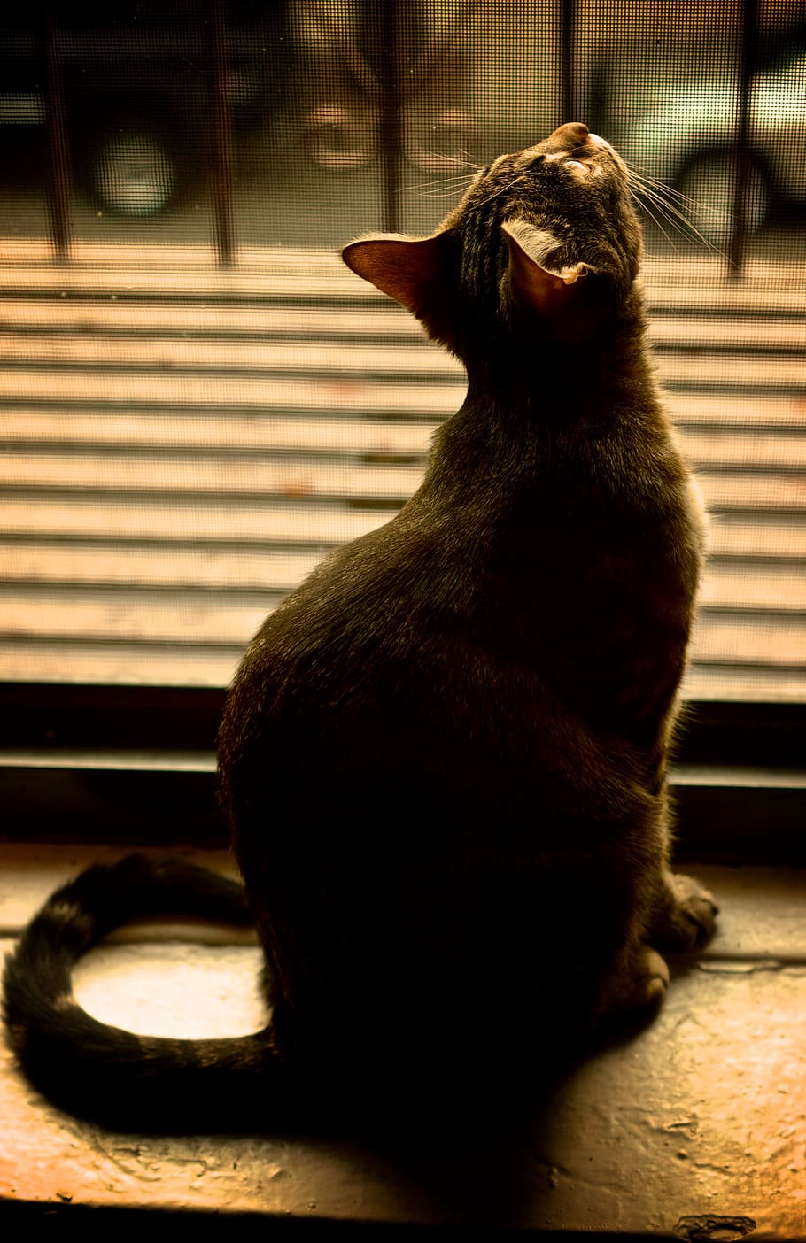 pet, cat, animal, window, mammal, one animal, pets, domestic animals HD wallpaper