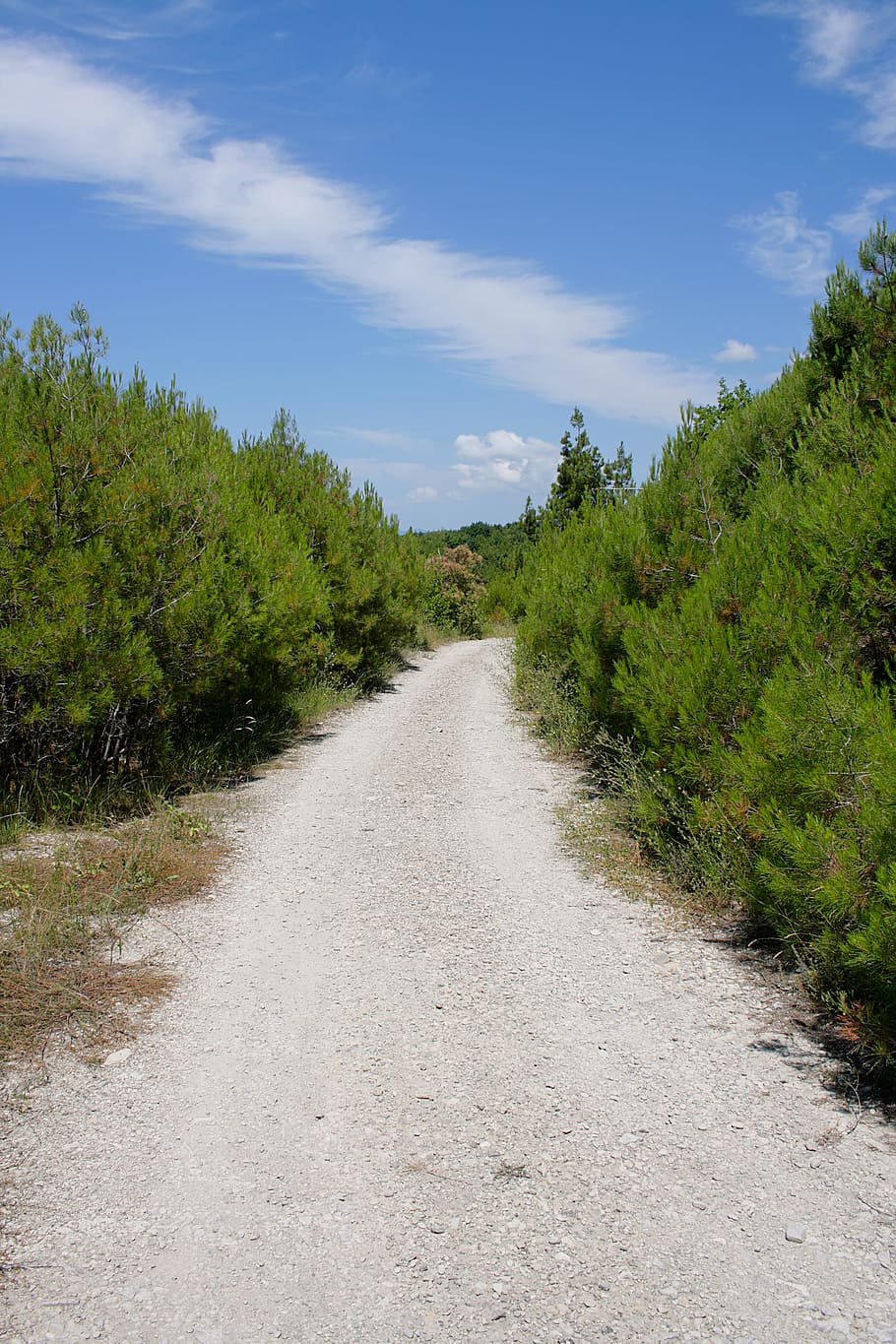 direct, dirt, environment, erect, foliage, footpath, forest HD wallpaper