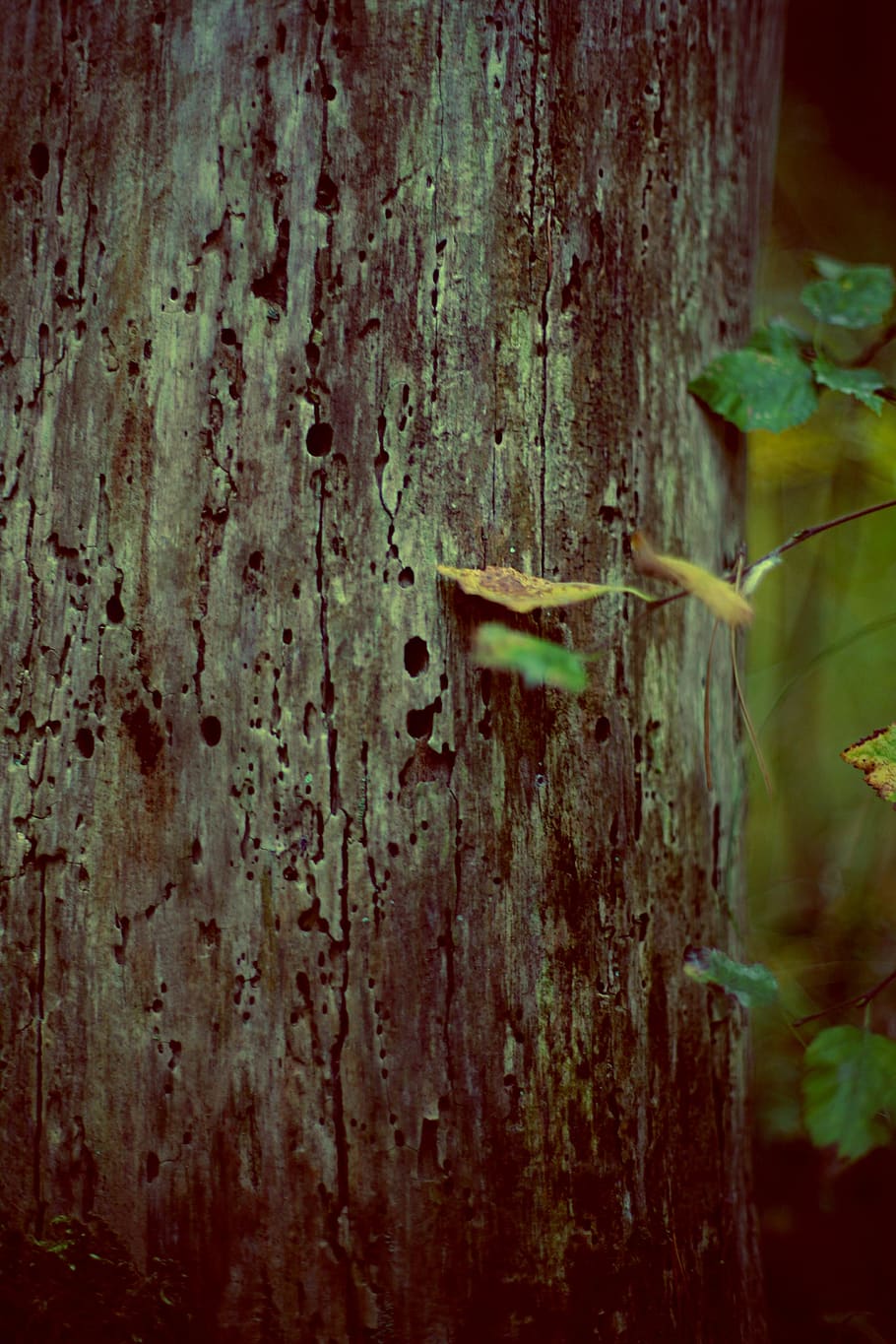 Close-Up Photo of Tree Bark, rough, texture, tree trunk, wood HD wallpaper